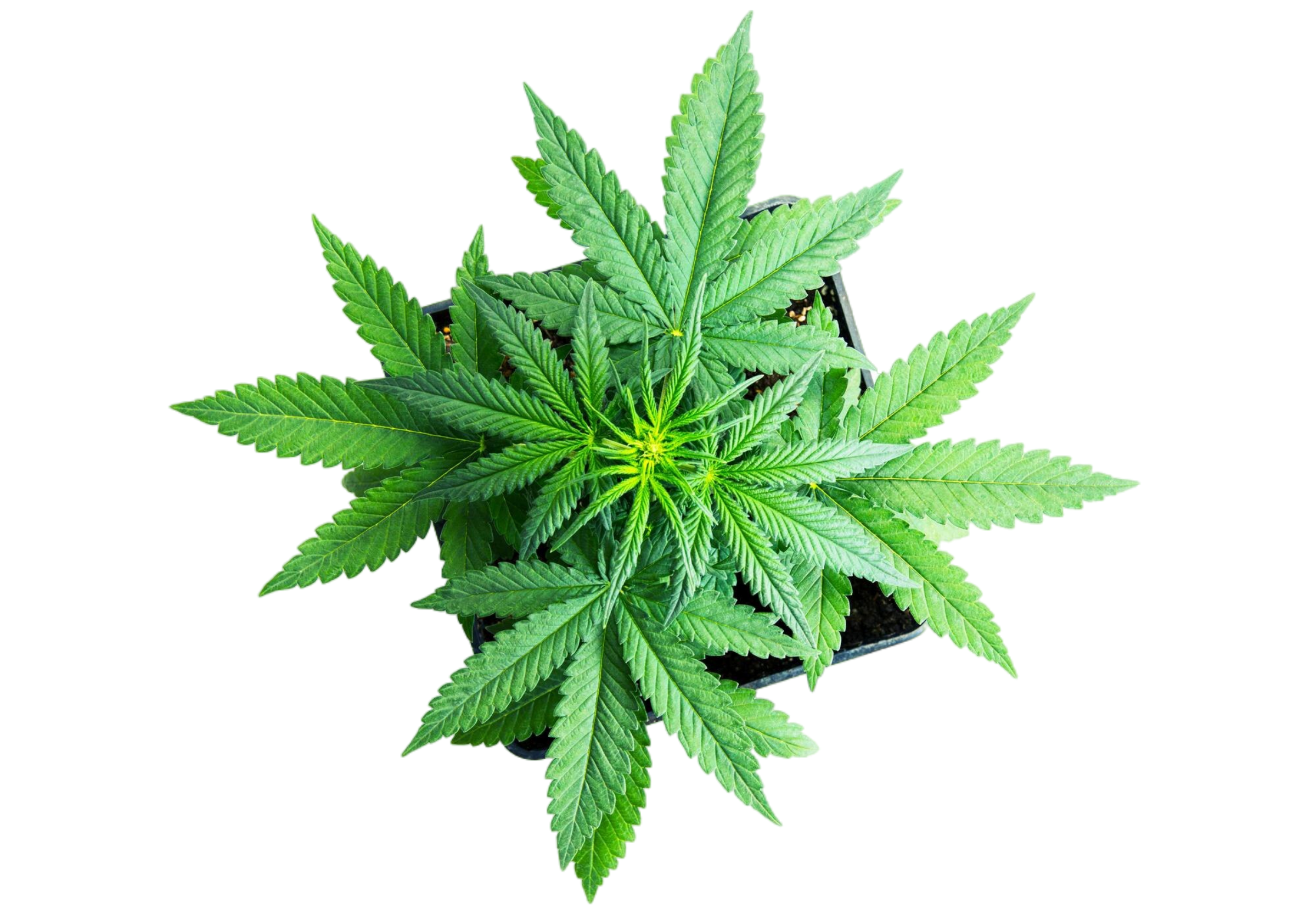 Hero cannabis plant